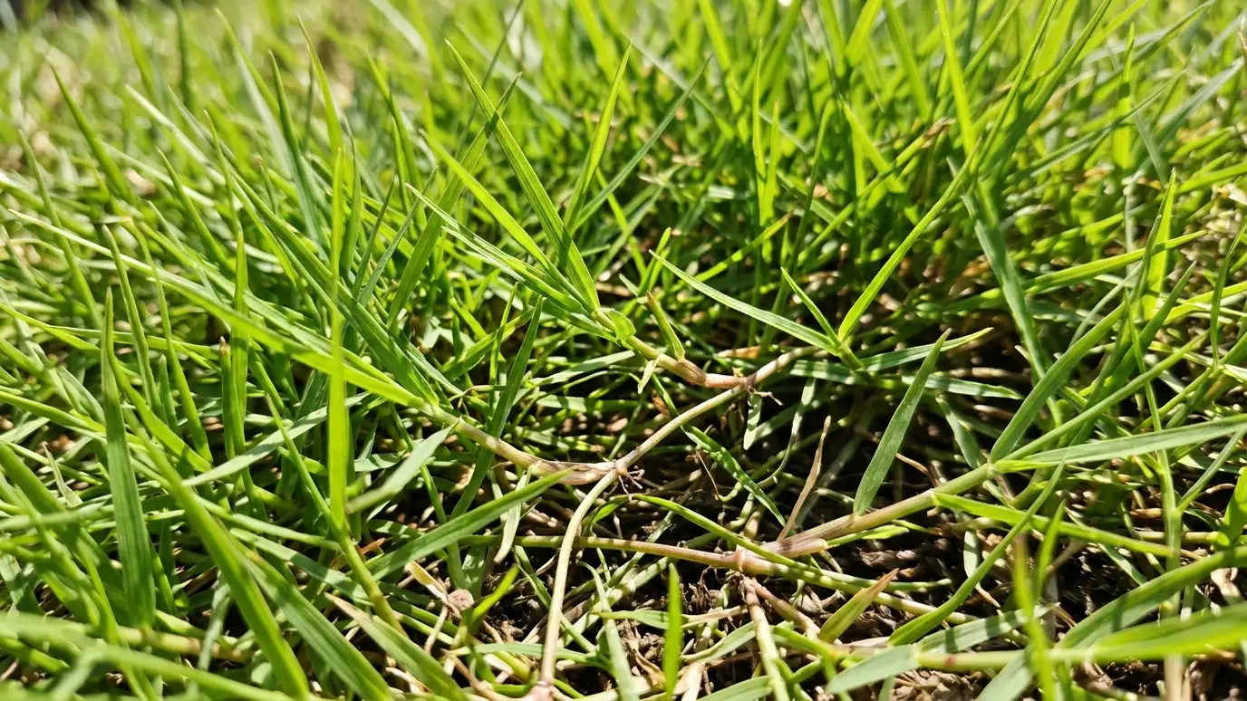 Bermuda Grass Guide | Music City Sod Bermuda Grass Guide in Nashville and Middle Tennessee