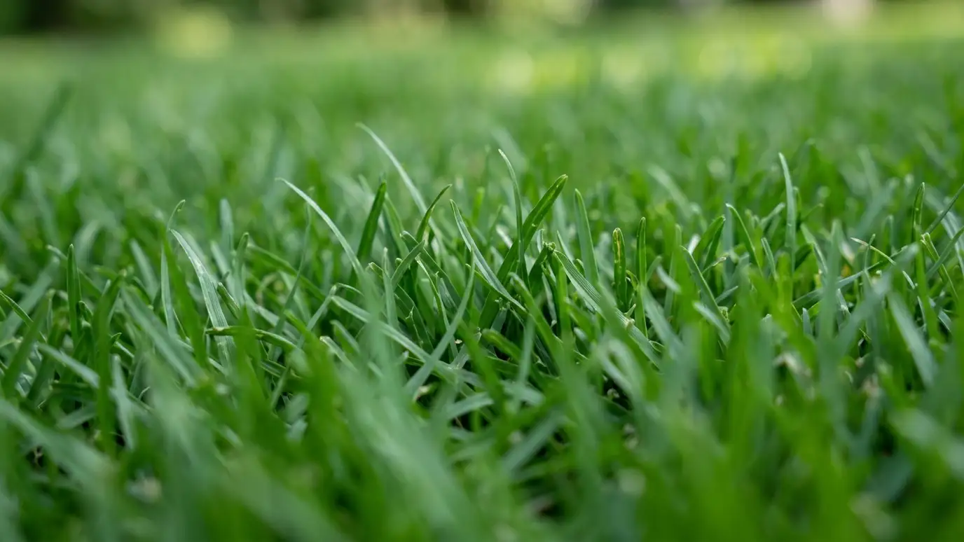 Zoysia Grass Guide explained for Nashville and Middle Tennessee